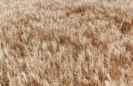 1500000000畝鹽堿地，能否再造一個(gè)“大國(guó)糧倉(cāng)”