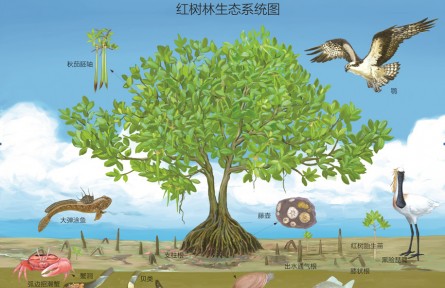 物種故事 | 紅樹(shù)：海岸線(xiàn)上奇特的“胎生”植物