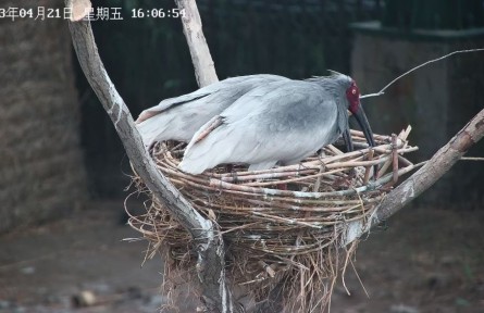從陜西到山東，生活在黃河三角洲的朱鹮還好嗎？
