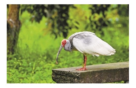 浙江杭州：“東方寶石”朱鹮來安家啦！西溪濕地朱鹮回歸試驗(yàn)獲階段性成果