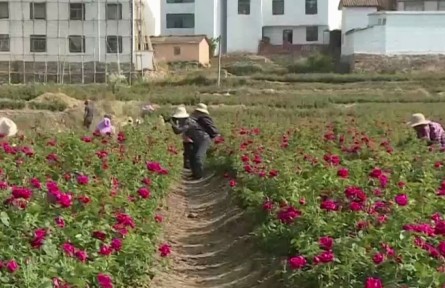 云南:發(fā)展特色產(chǎn)業(yè) 助力鄉(xiāng)村振興