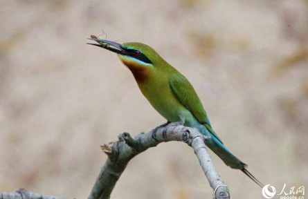國(guó)家二級(jí)重點(diǎn)保護(hù)野生動(dòng)物栗喉蜂虎“組團(tuán)”飛抵福建廈門(mén)