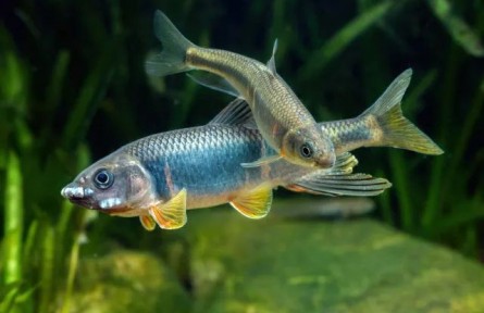 跑現(xiàn)場重調(diào)研，從一條小魚做出生態(tài)保護(hù)大文章