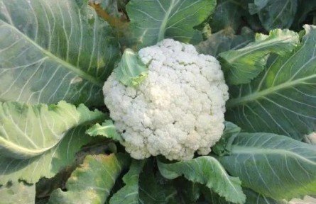 花菜種植如何科學(xué)施肥？