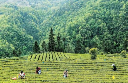 湖北退耕還林工程生態(tài)效益總價值量超過760億元