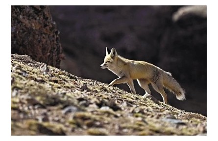 想去三江源國家公園？先考試！