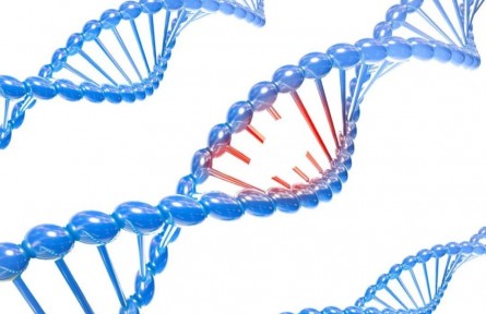 辟謠 | “人是猴子變的”？