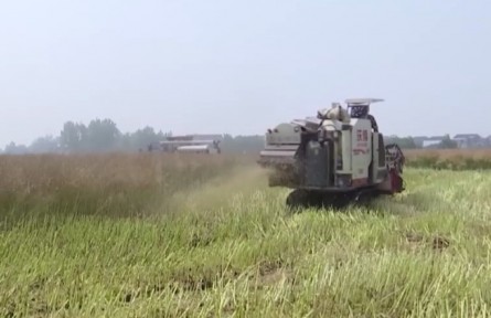 安徽望江：52萬(wàn)畝油菜進(jìn)入收割旺季