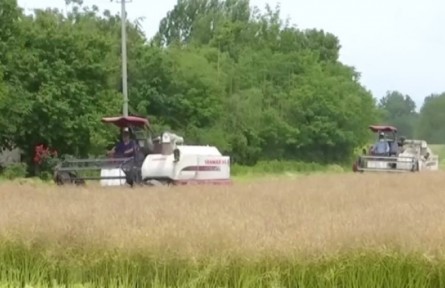 安徽桐城：16萬(wàn)畝油菜開(kāi)鐮收割 機(jī)械化作業(yè)減少損失