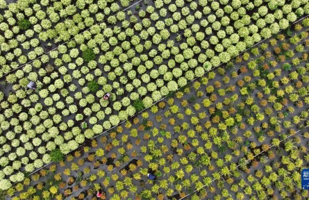 貴州黃平:“美麗經濟”撐起鄉(xiāng)村振興一片天