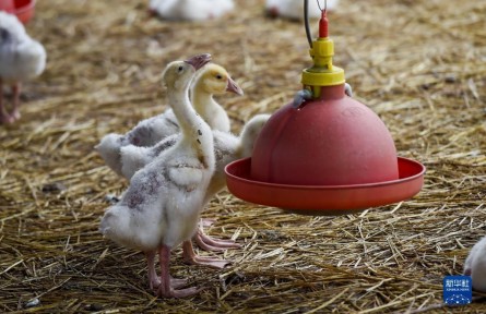 內(nèi)蒙古阿榮旗:大鵝養(yǎng)殖助力鄉(xiāng)村振興