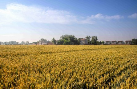 縣融記者：風吹麥浪好“豐”景