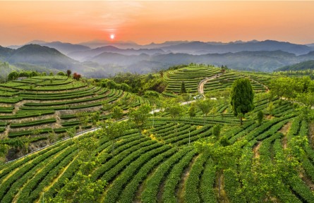 縣融記者：茶園馨香沁人心