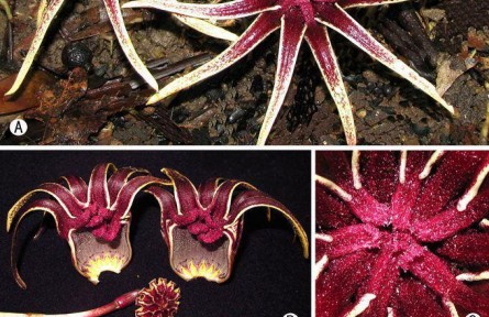 銷(xiāo)聲匿跡70多年 這一珍稀植物在廣西重現(xiàn)