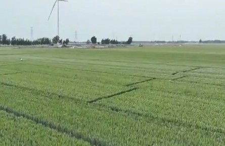 山東：持續(xù)加強田間管理 全力備戰(zhàn)“三夏”生產(chǎn)