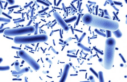 科技名詞 | 細(xì)菌  Bacteria