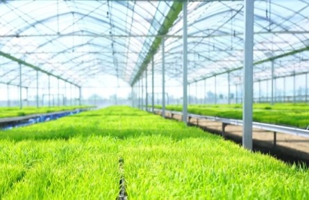 天津：小站稻進(jìn)入大面積插秧高峰期 育秧基地加快育苗保供應(yīng)