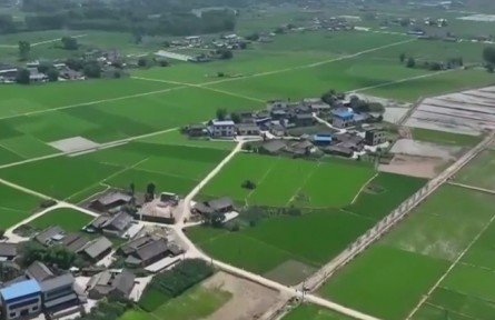 四川樂山：早稻進(jìn)入分蘗期 田間管理助豐產(chǎn)