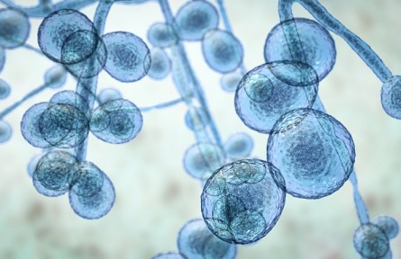 科技名詞 | 真菌  Fungi