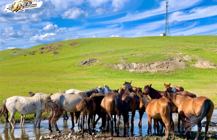 內(nèi)蒙古：牧云千里，碧草如歌