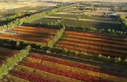 青海海西：推動(dòng)藜麥產(chǎn)業(yè)健康高質(zhì)量發(fā)展