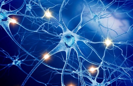 科技名詞 | 中樞神經(jīng)系統(tǒng) central nervous system，CNS