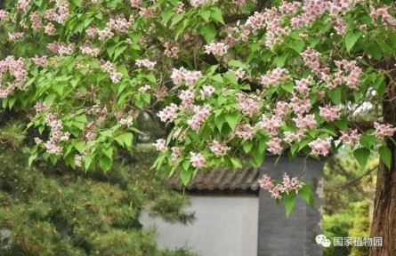 物種故事 | 楸樹(shù)：樹(shù)形優(yōu)美 花開(kāi)似錦