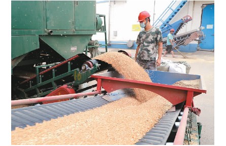 這個(gè)“三夏”，田間滿滿“科技范兒”