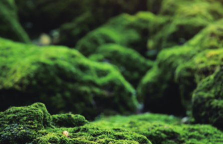 物種故事 | 苔蘚、地衣:各具特色的環(huán)境指示物種