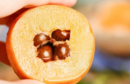 枇杷真能止咳嗎？