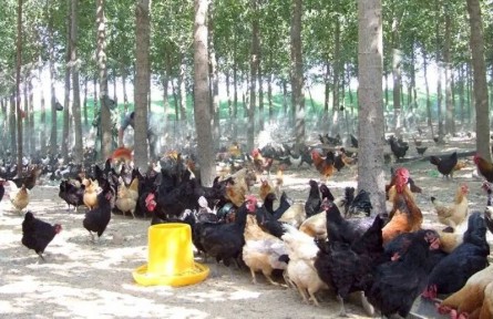 黑龍江北大荒:林下經濟讓“青山”變“金山”