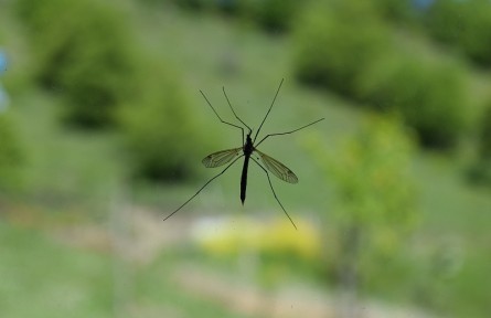 蚊子到底最愛哪種人？真正有效的滅蚊方法是……