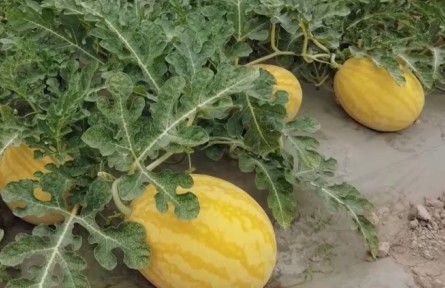 甘肅蘭州：東西部協作結碩果 千畝赤金西瓜迎豐收