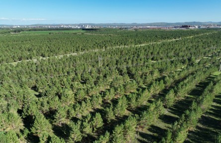 沙地上種出一片“綠?！薄獌?nèi)蒙古自治區(qū)錫林郭勒盟多倫縣生態(tài)治理見聞