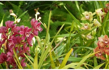 家庭養(yǎng)蘭宜選哪些品種？