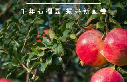 鑒往知來(lái)，跟著總書記學(xué)歷史 | 千年石榴園 振興新畫卷