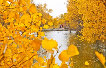 甘肅金塔:大漠胡楊