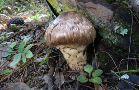 物種故事 | 松茸:“菌中之王”