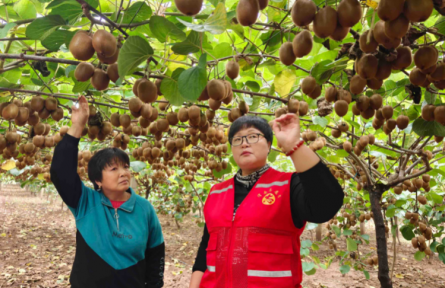 寶小平:果農(nóng)的信任就是最好的獎勵