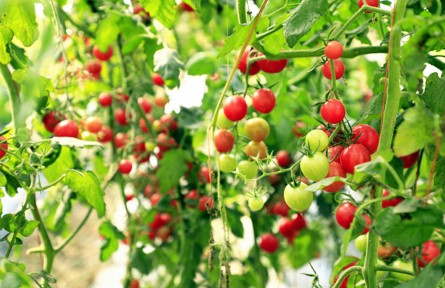 縣融記者:“大棚經(jīng)濟”賦能鄉(xiāng)村振興