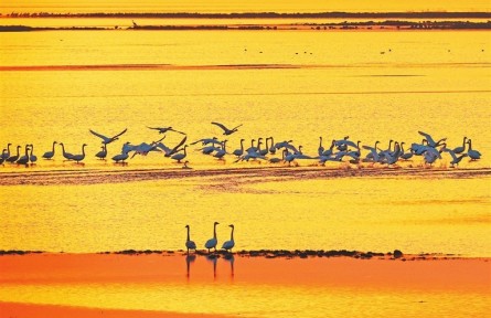 江西：恰是鄱湖觀鳥(niǎo)季