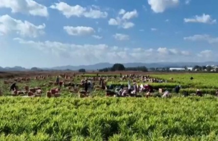 云南:“云菜”“云果”豐收 助力鄉(xiāng)村振興