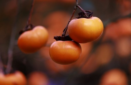 辟謠 | 盡享柿子美味，要跳出這些認(rèn)知誤區(qū)