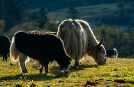藍(lán)天、草甸、雪山、湖泊……麗香鐵路沿線有多美？