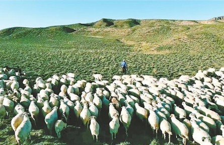 甘肅金昌金川區(qū):支部領(lǐng)辦合作社 強(qiáng)村富民促發(fā)展