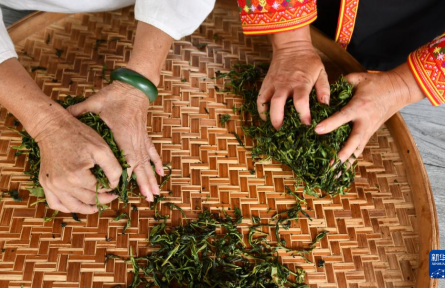 廣西梧州:千年古茶萬里香