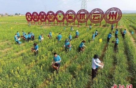 山西大同:黃花產(chǎn)業(yè)跑出鄉(xiāng)村振興“加速度”