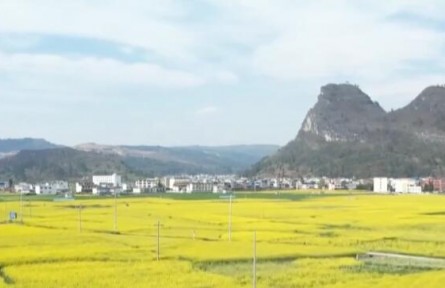 油菜花開引客來(lái) 春風(fēng)吹暖“花經(jīng)濟(jì)”