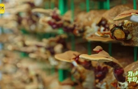 “靈芝大王”曹子英：把“仙草”做成大產(chǎn)業(yè)，一個靈芝盆景賣出近萬元