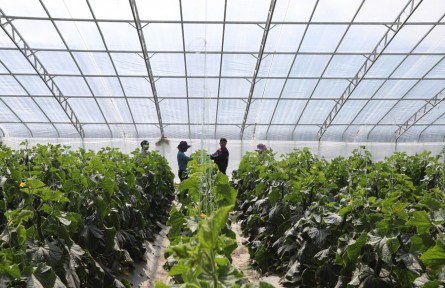 西藏蔬菜看白朗！白朗是如何成長(zhǎng)為“西藏糧倉(cāng)”的？